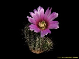 Echinocereus rectispinus 784